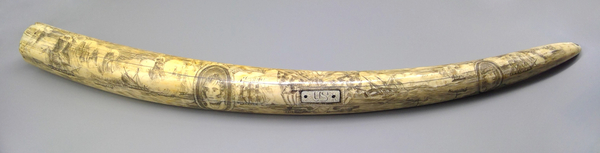Tusk - Scrimshaw tooth