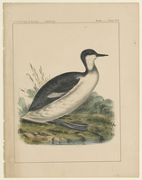 Print - Lithograph