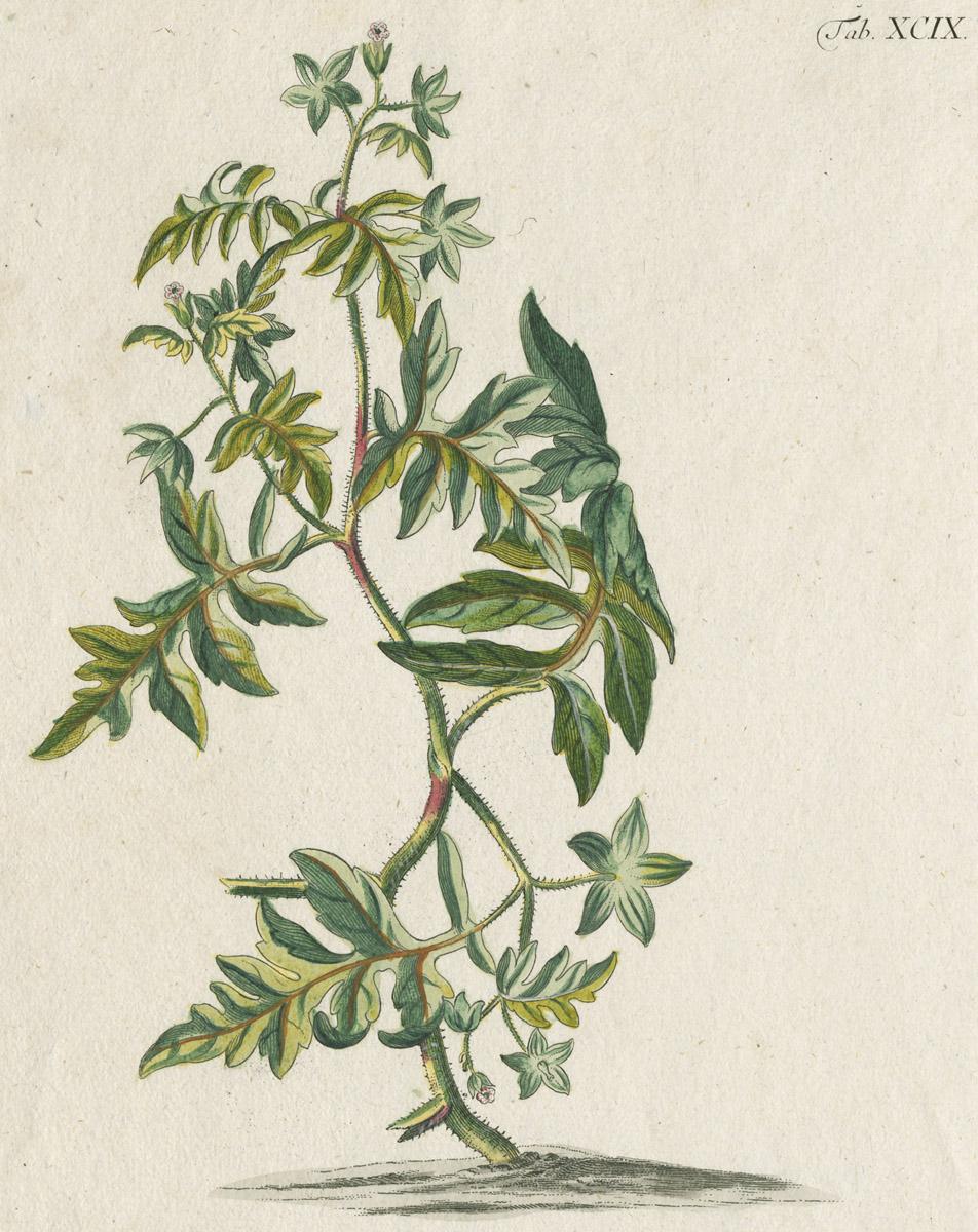 1978.0038.003 Print, image