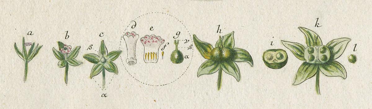1978.0038.003 Print, detail 4