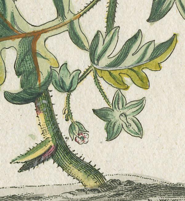 1978.0038.003 Print, detail 5