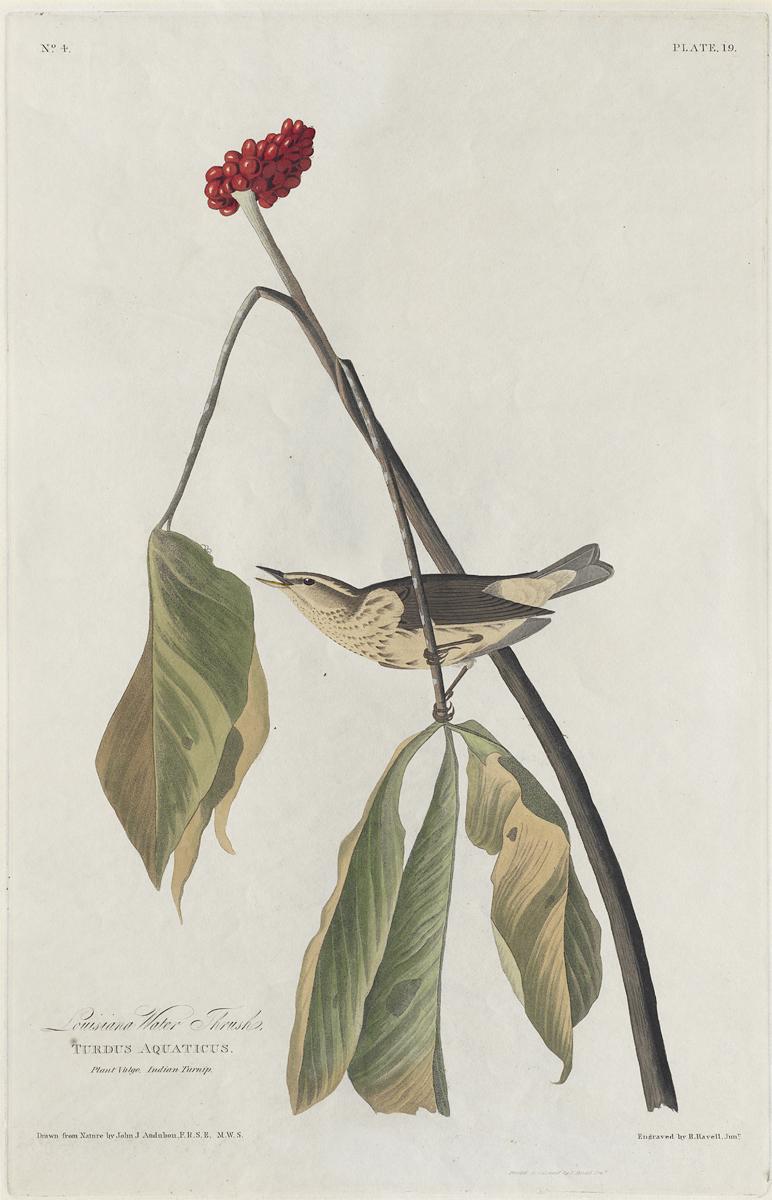 1959.0162.012 Print, View 2