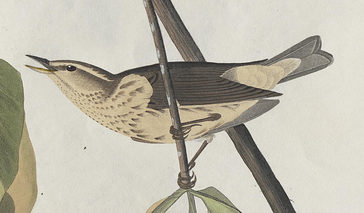 1959.0162.012 Print, Detail 2