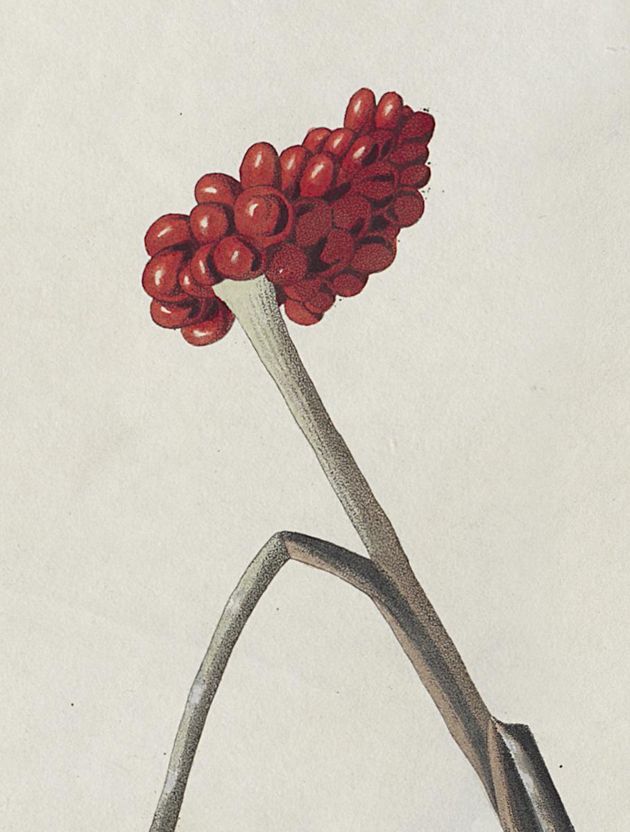 1959.0162.012 Print, Detail 3