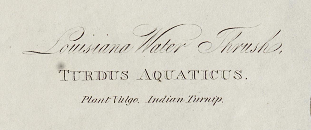 1959.0162.012 Print, Detail 4