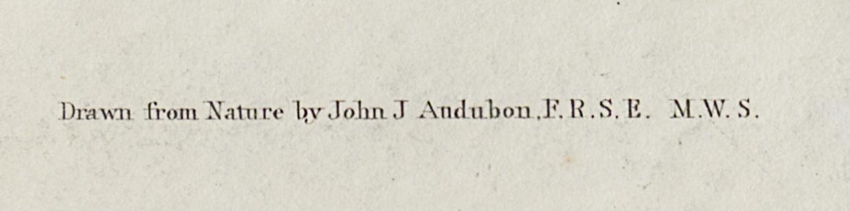 1959.0162.012 Print, Detail 5
