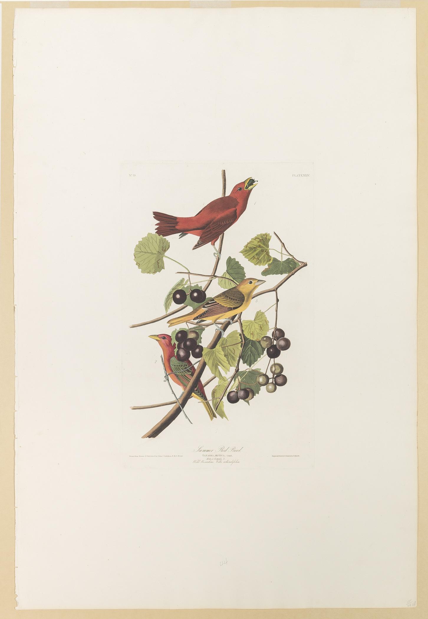 1959.0162.027 Print, view 1