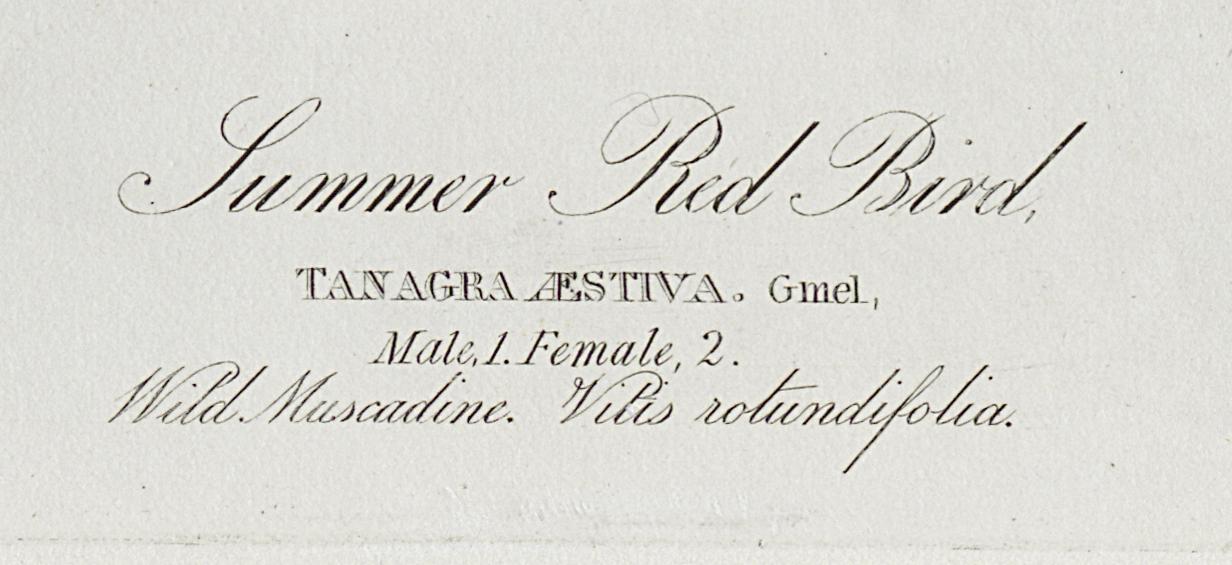 1959.0162.027 Print, Detail 6