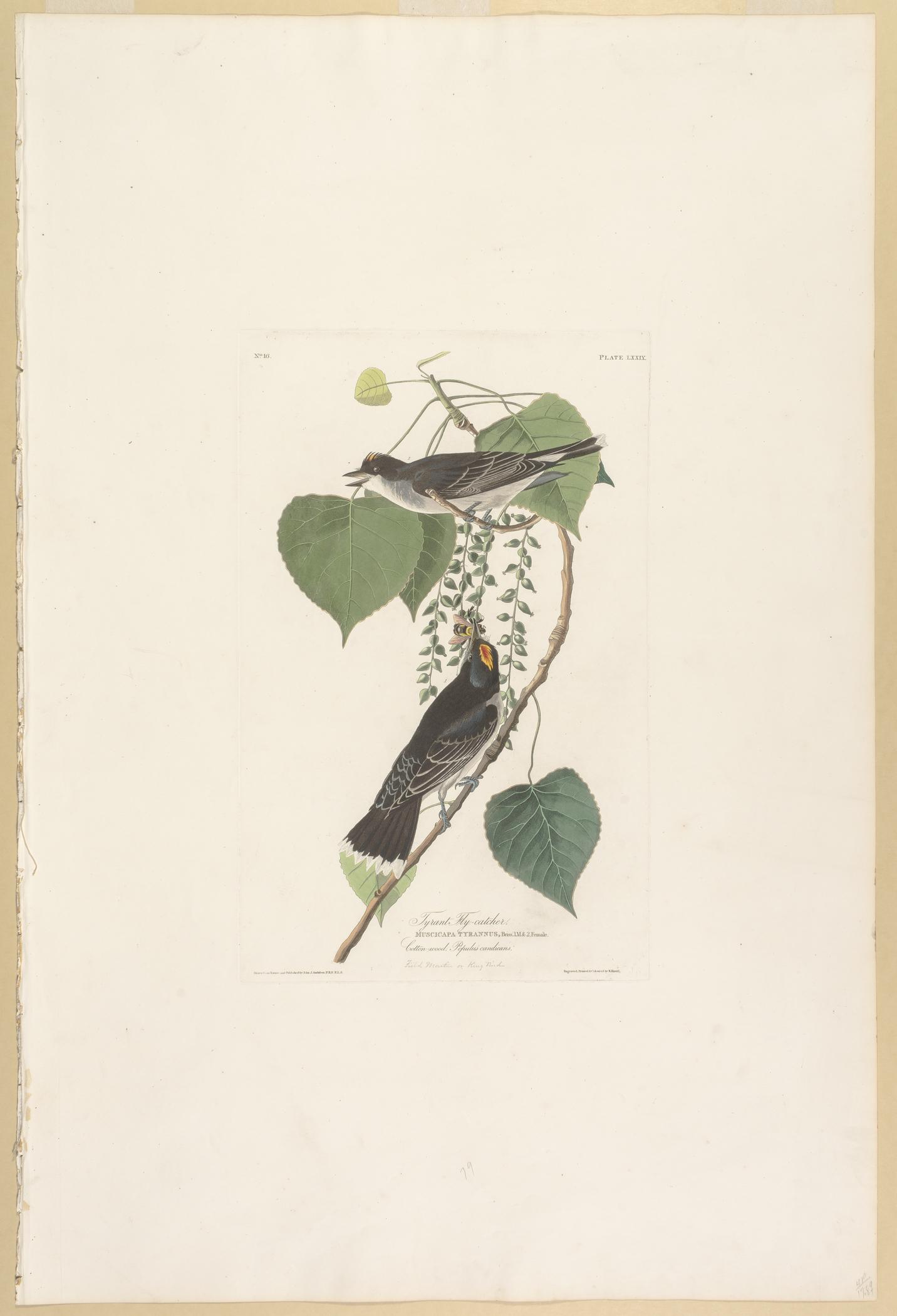 1959.0162.042 Print, view 1