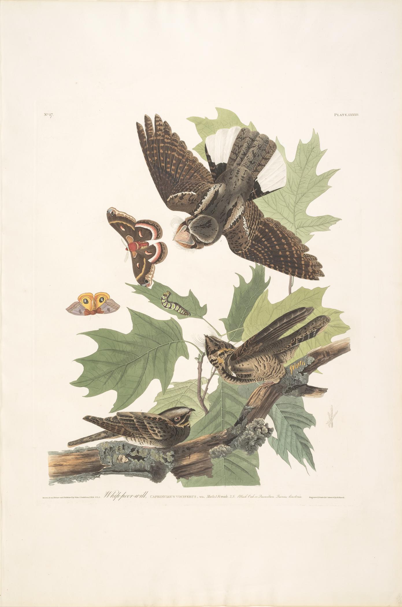 1959.0162.044 Print, view 1