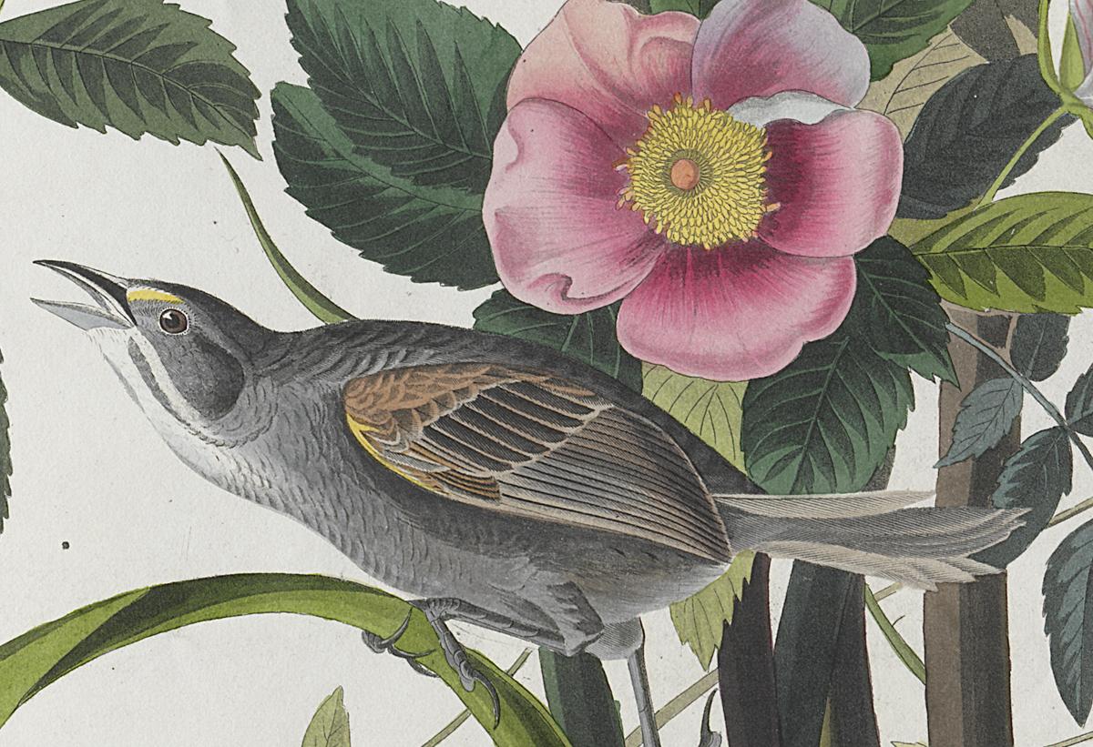 1959.0162.050 Print, Detail 3