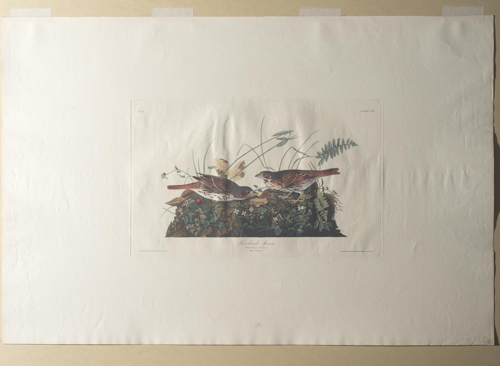 1959.0162.057 Print, view 2, raking light