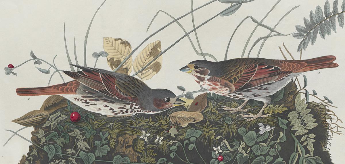1959.0162.057 Print, Detail