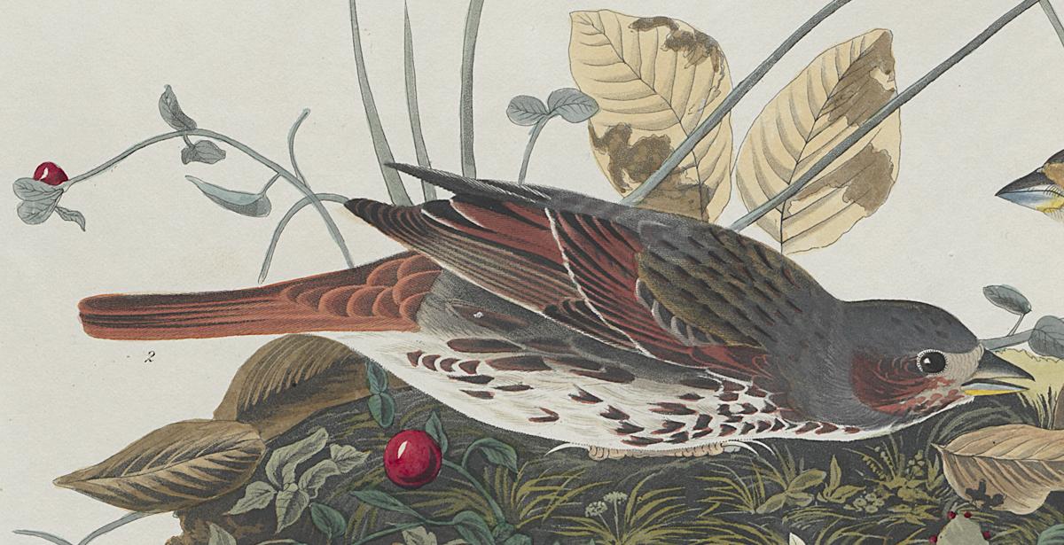 1959.0162.057 Print, Detail 2