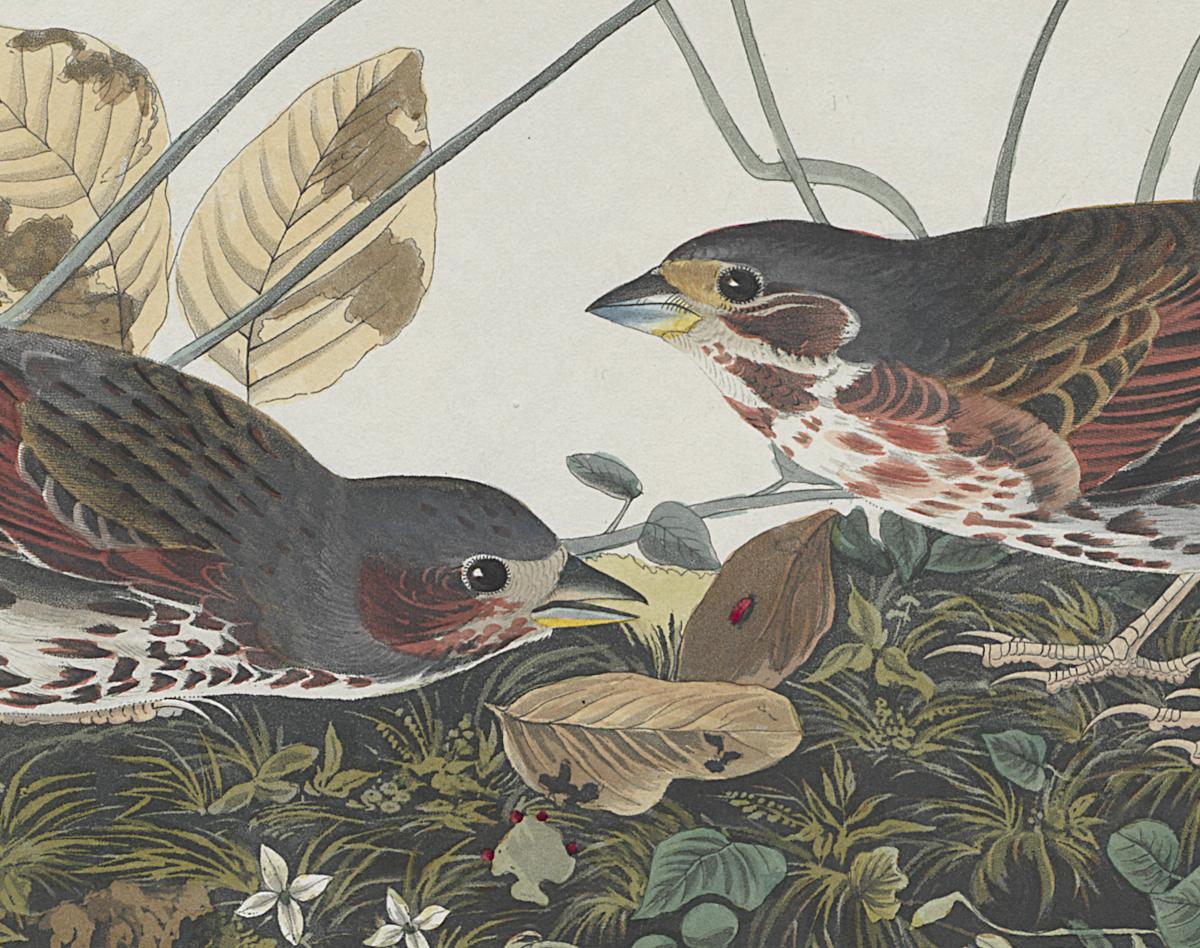1959.0162.057 Print, Detail 4