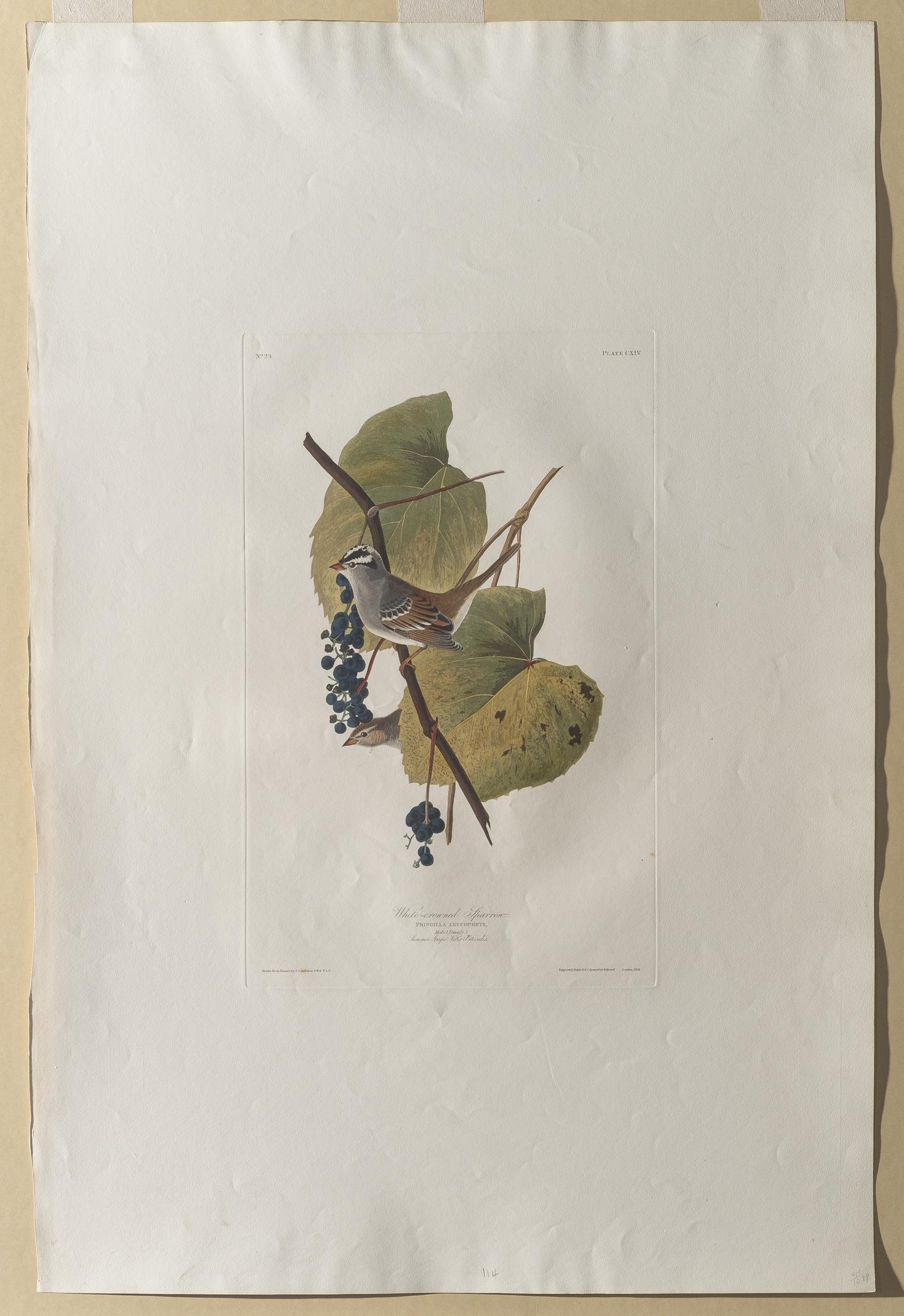 1959.0162.061 Print, view 2, raking light