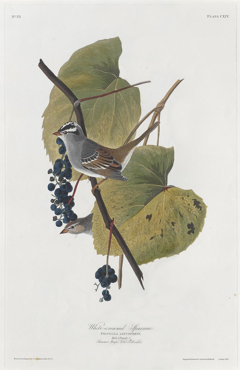 1959.0162.061 Print, View 2