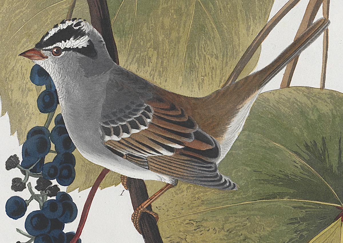 1959.0162.061 Print, Detail 2