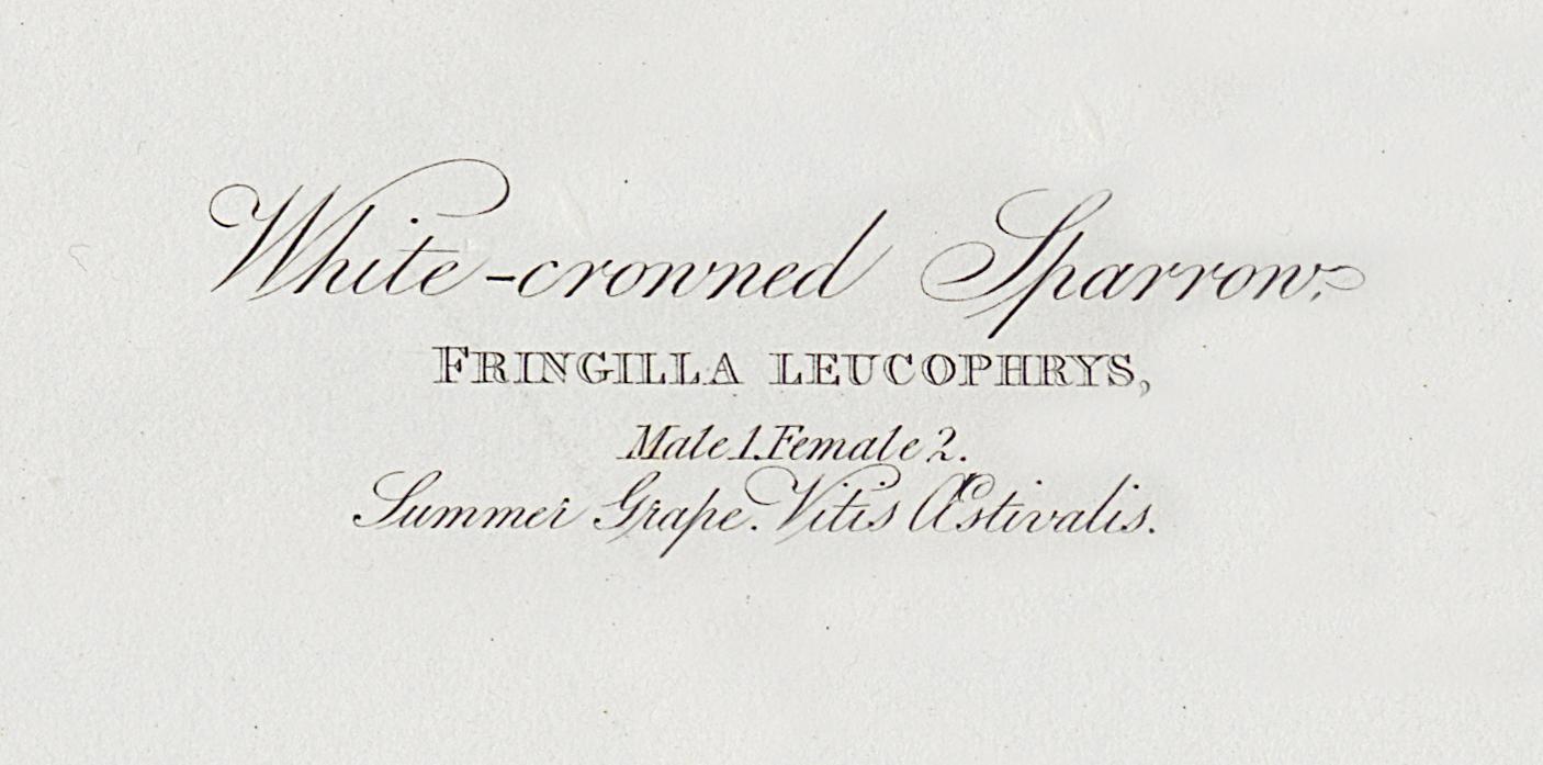 1959.0162.061 Print, Detail 4