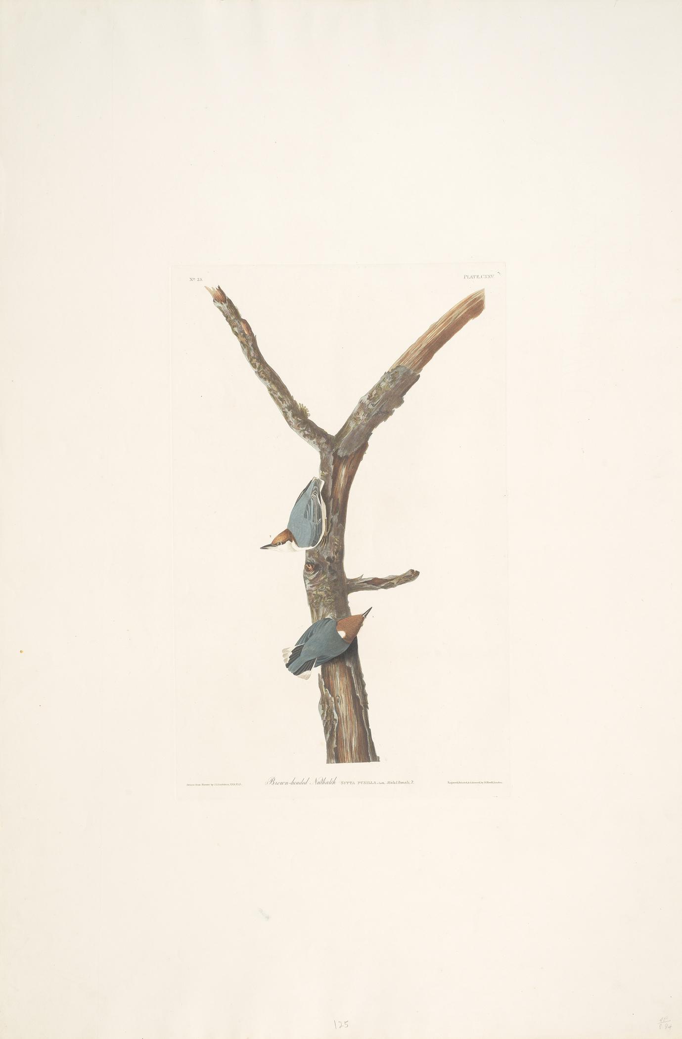 1959.0162.067 Print, view 1