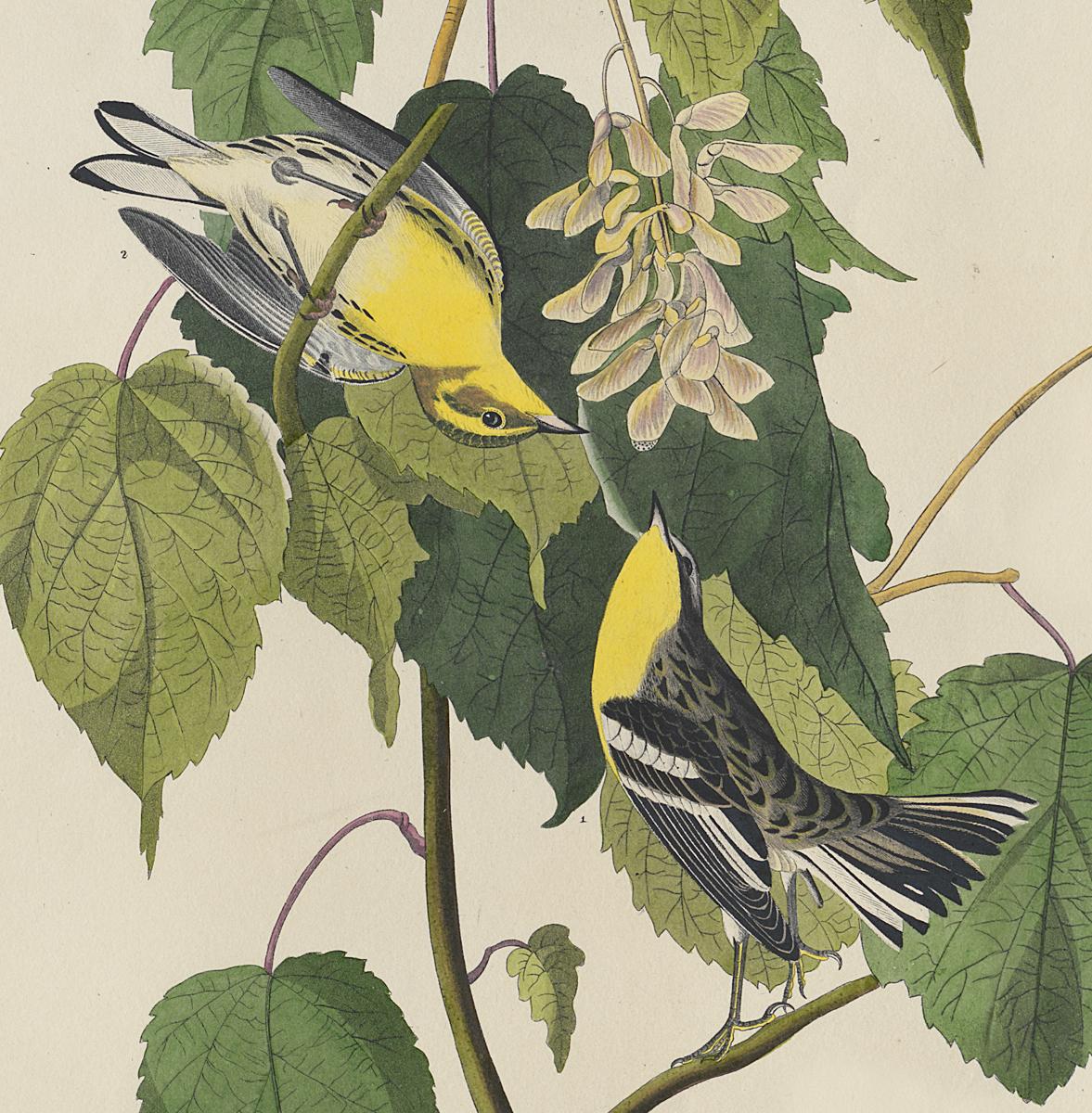 1959.0162.071 Print, Detail