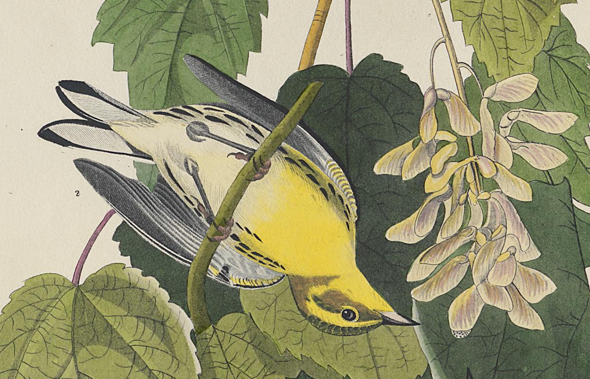 1959.0162.071 Print, Detail 3