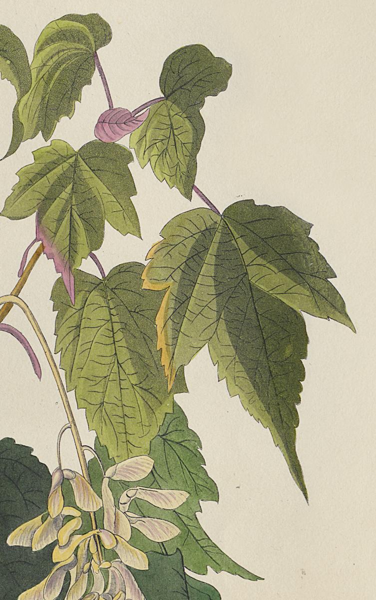 1959.0162.071 Print, Detail 4