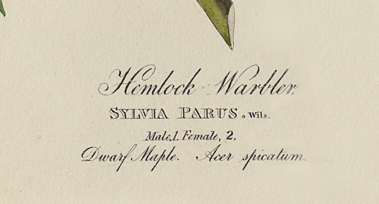 1959.0162.071 Print, Detail 5