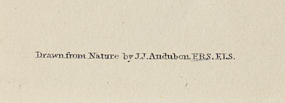 1959.0162.071 Print, Detail 6