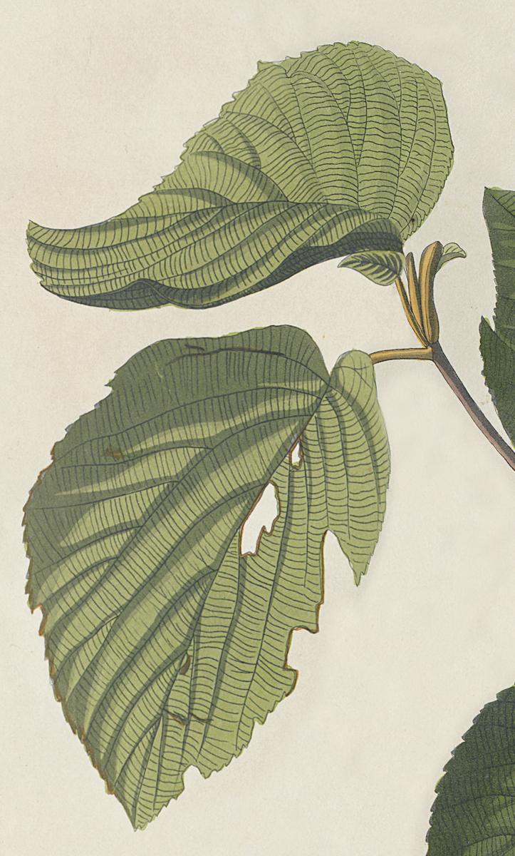 1959.0162.075 Print, Detail 4