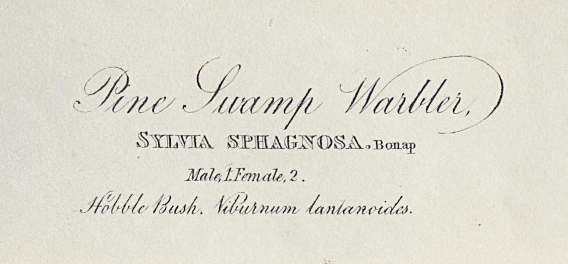 1959.0162.075 Print, Detail 5