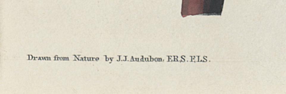 1959.0162.075 Print, Detail 6
