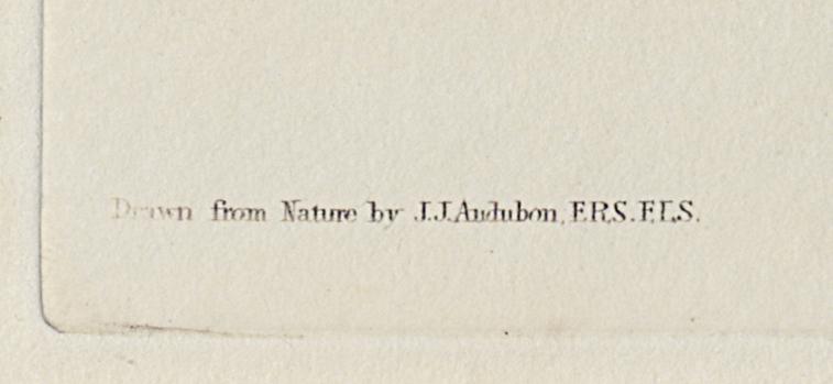 1959.0162.080 Print, Detail 8
