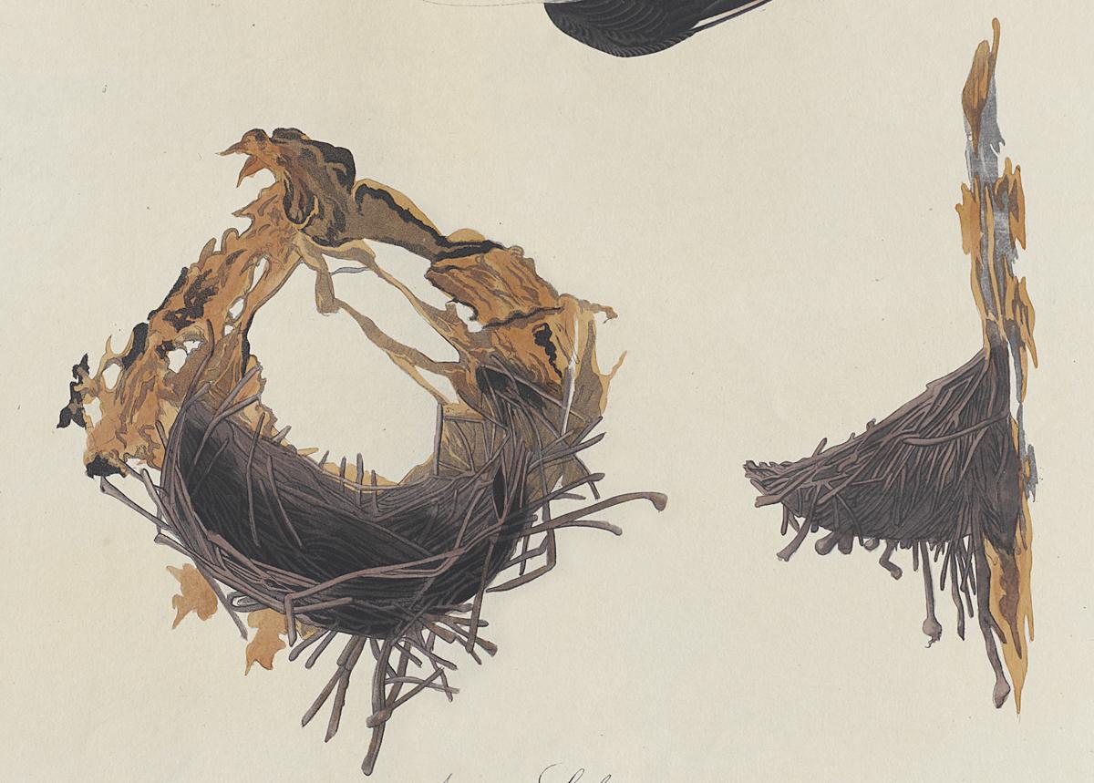 1959.0162.080 Print, Detail 2