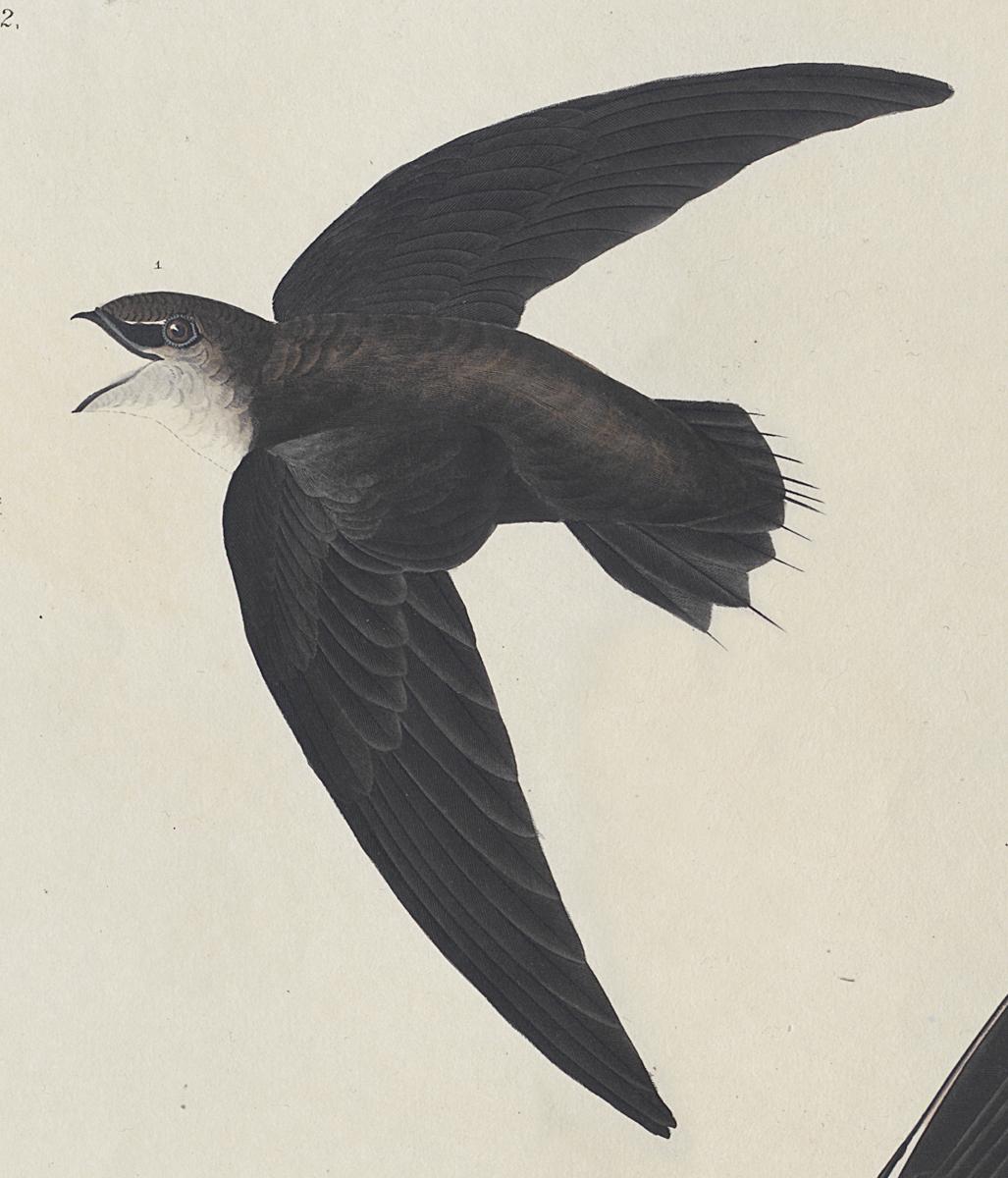 1959.0162.080 Print, Detail 3