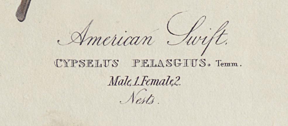 1959.0162.080 Print, Detail 7