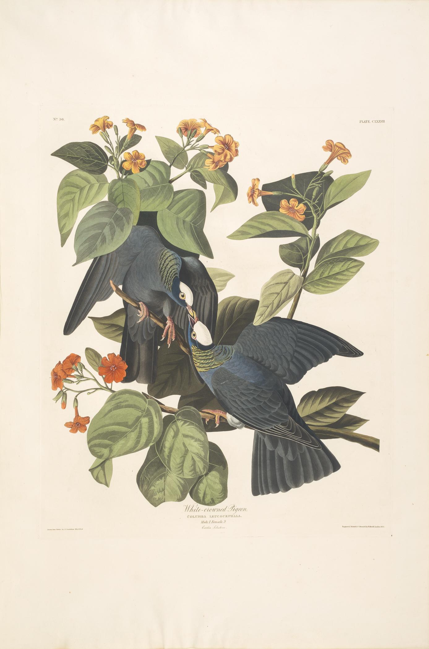 1959.0162.090 Print, view 1