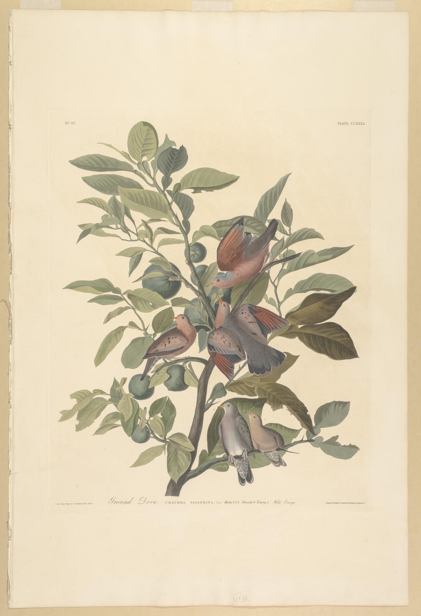 1959.0162.093 Print, view 1