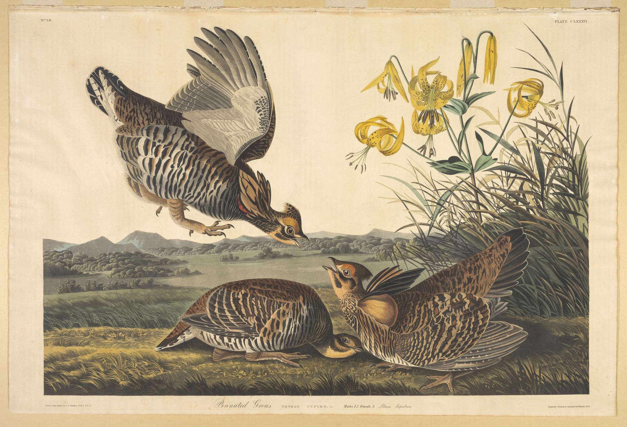1959.0162.097 Print, view 1