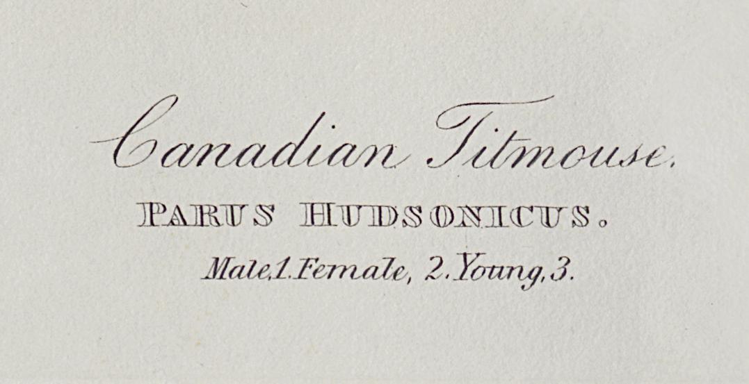 1959.0162.102 Print, Detail 5