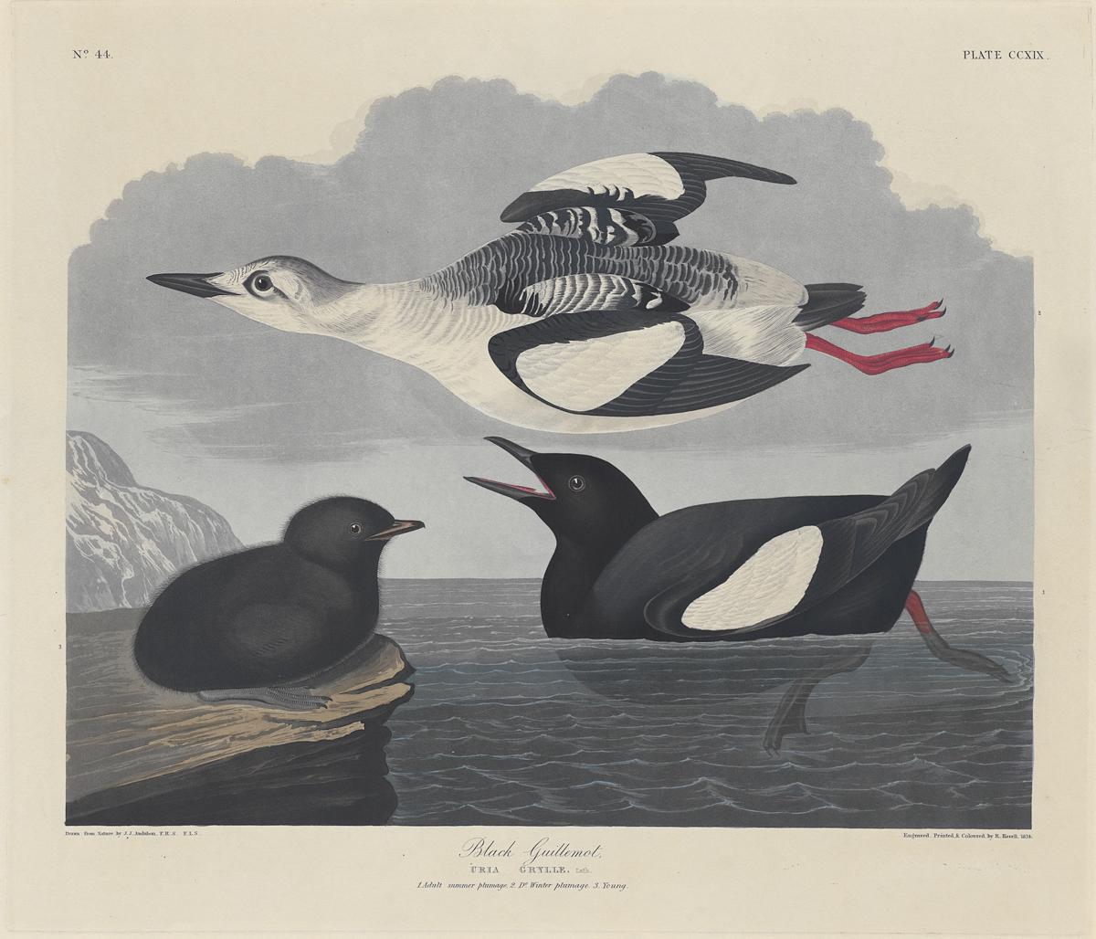 1959.0162.115 Print, View 2