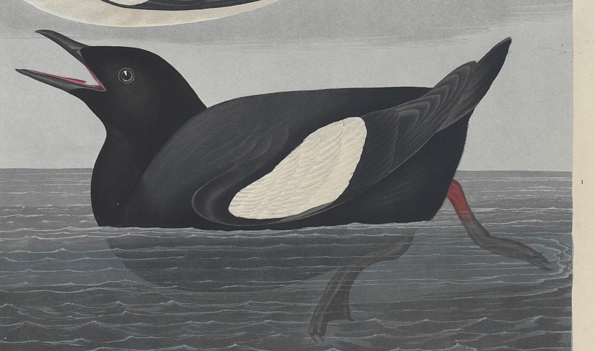 1959.0162.115 Print, Detail