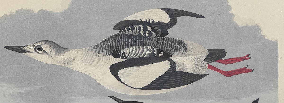 1959.0162.115 Print, Detail 2