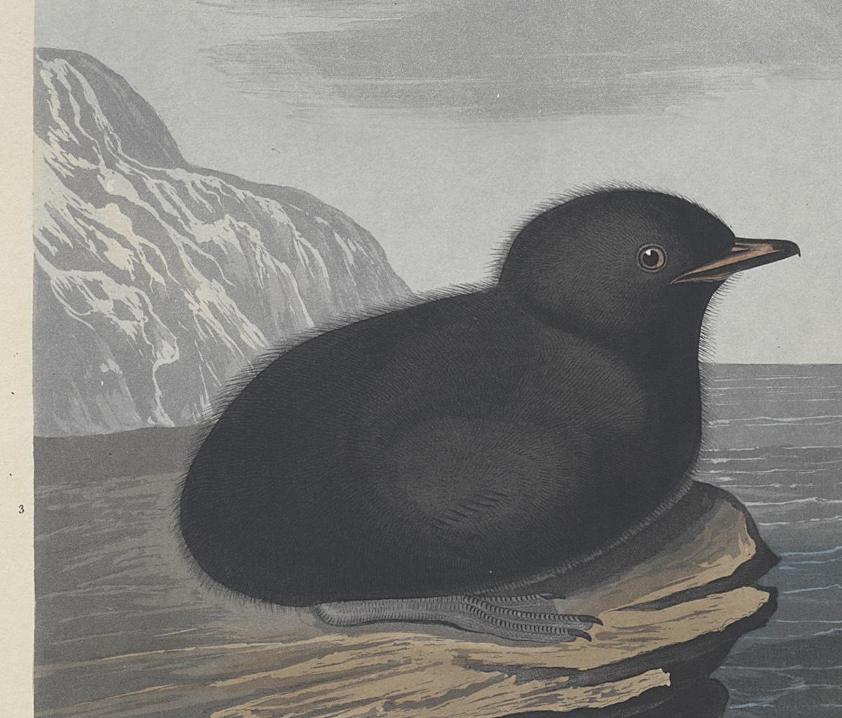 1959.0162.115 Print, Detail 3