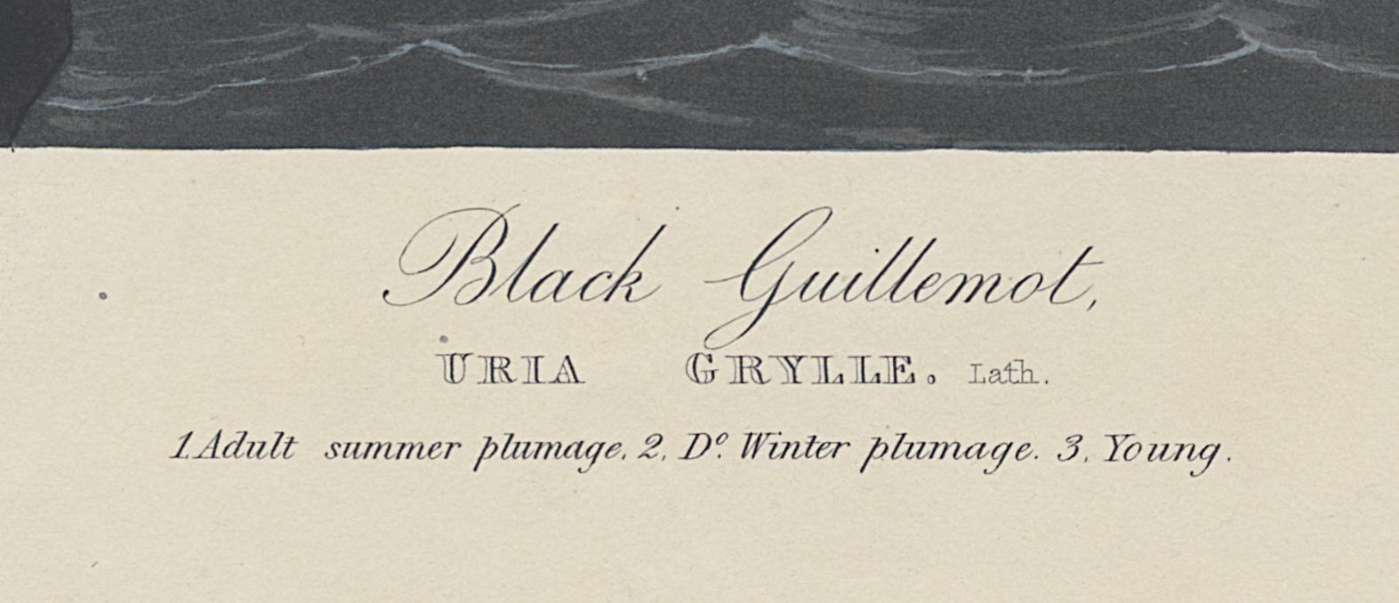 1959.0162.115 Print, Detail 4