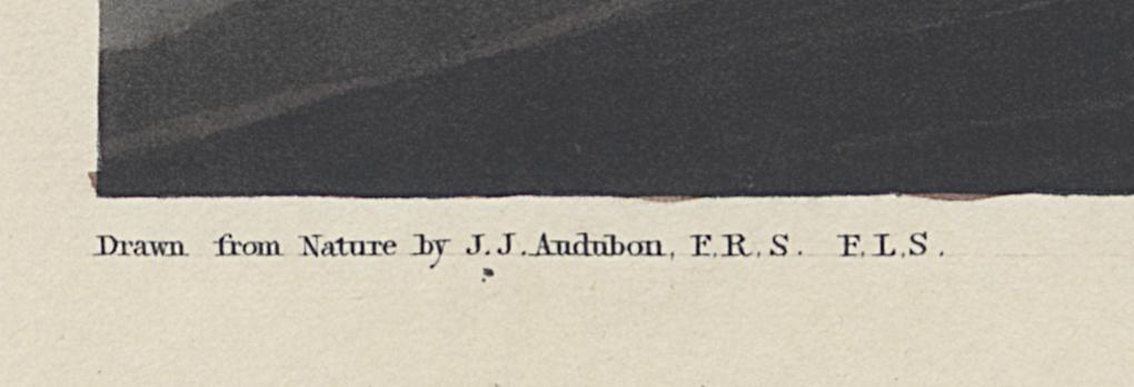1959.0162.115 Print, Detail 5