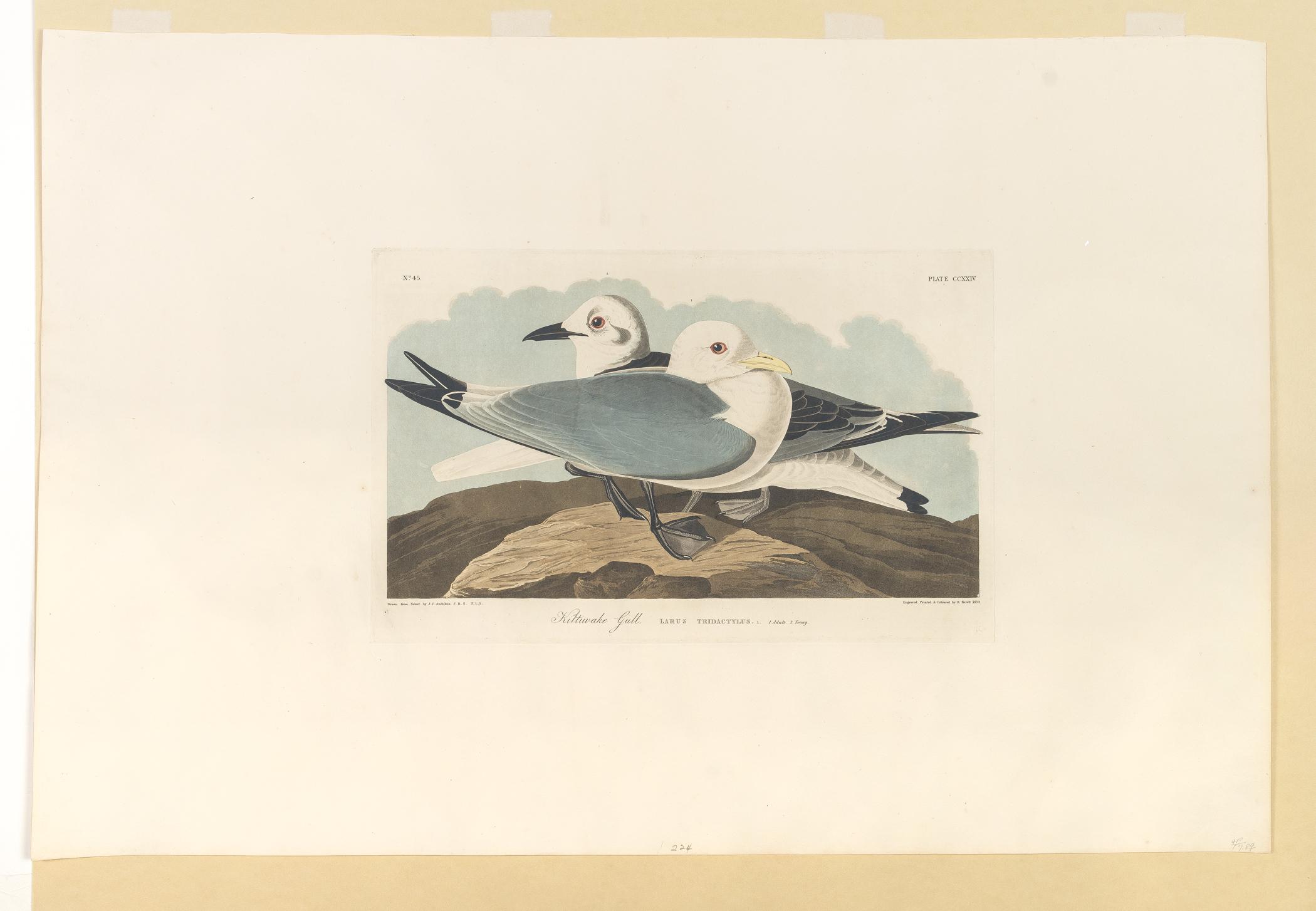 1959.0162.119 Print, view 1