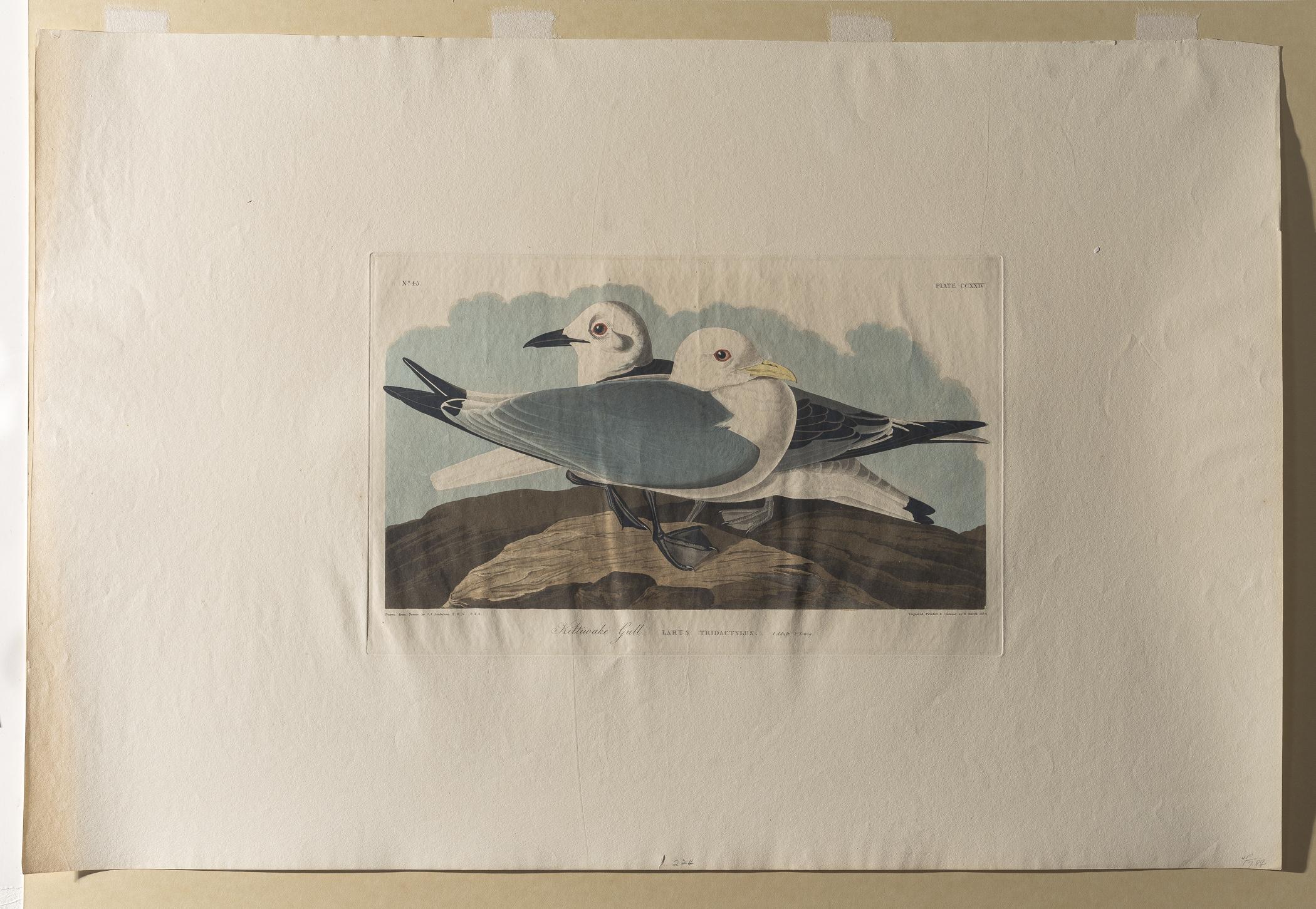 1959.0162.119 Print, view 2, raking light