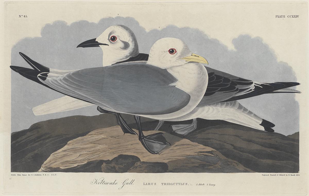 1959.0162.119 Print, View 2