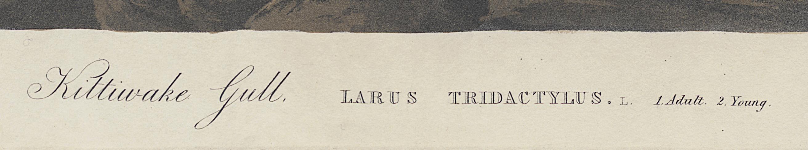 1959.0162.119 Print, Detail 2